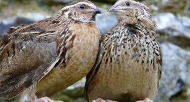 Jaké křepelky chovat na maso? Plemena ptáků a jejich vlastnosti